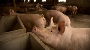 ក្រោយពីតម្លៃជ្រូកធ្លាក់ចុះខ្លាំង ក្រសួងពាក់ព័ន្ធនឹងបើកកិច្ចប្រជុំអន្តរក្រសួងដើម្បីស្វែងរកដំណោះស្រាយ