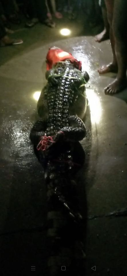 ក្រពើរួចពីអាងនៅសង្កាត់ព្រែកកំពឹស ចាប់បានមកវិញហើយ នៅល្ងាចនេះ