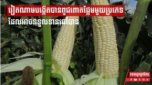 វៀតណាមបង្កើតបានពូជពោតផ្អែមមួយប្រភេទ ដែលអាចទទួលទានឆៅបាន