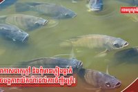 អ្នកចិញ្ចឹមត្រី