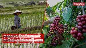 បាតុភូតអេលនីណូនឹងបង្កផលប៉ះពាល់ដល់អង្ករនិងកាហ្វេវៀតណាម