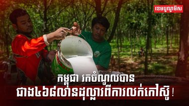 ដំណាំកៅស៊ូ
