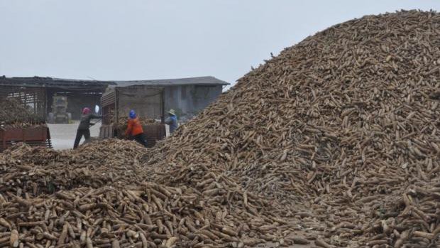 ថៃចុះកិច្ចព្រមព្រៀងជាមួយចិន នាំចេញដំឡូងមីទៅចិន តម្លៃ ៦០០ ដុល្លារ នៅចុង ឆ្នាំនេះ (រូបភាព៖ បាងកកប៉ុស្ដិ៍)