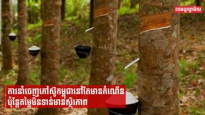 ការនាំចេញកៅស៊ូកម្ពុជានៅតែមានកំណើន ប៉ុន្តែតម្លៃមិនទាន់មានស្ថិរភាព