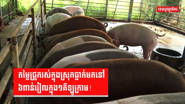 ជ្រូករស់ក្នុងស្រុក