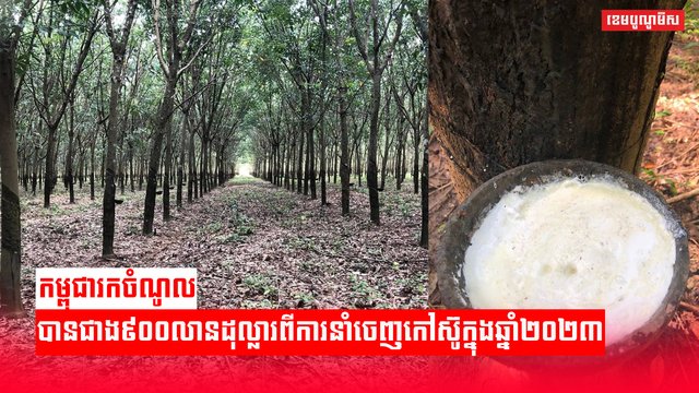 ដំណាំកៅស៊ូ