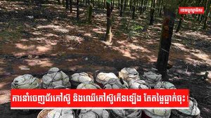 ការនាំចេញជ័រកៅស៊ូ និងឈើកៅស៊ូកើនឡើង តែតម្លៃធ្លាក់ចុះ!