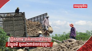 នាំចេញដំឡូងមី