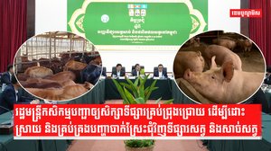 សត្វចិញ្ចឹមក្នុងស្រុក