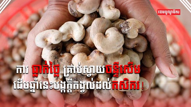ដំណាំស្វាយចន្ទី