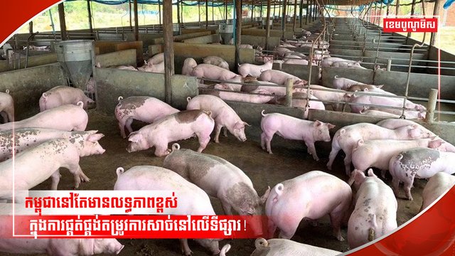 វិស័យចិញ្ចឹមសត្វ