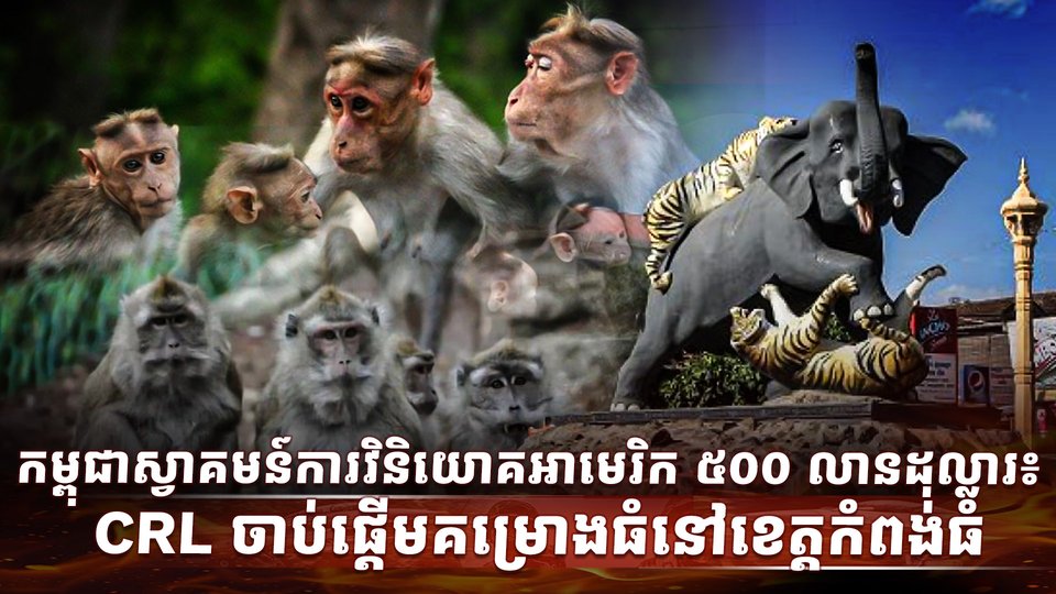 កសិដ្ឋានចិញ្ចឹមសត្វស្វា