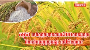 តម្លៃនាំចេញស្រូវ