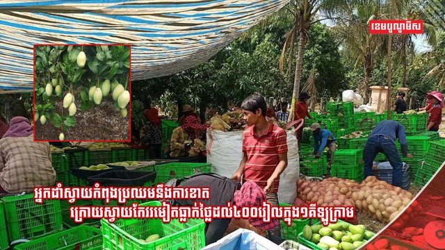 វិស័យកសិកម្ម