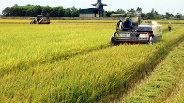 Vietnam's rice exports rise