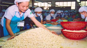 នាយករដ្ឋមន្ត្រីវៀតណាមបញ្ជាឲ្យមានការស៊ើបអង្កេតជុំវិញ ករណីឆបោកការនាំចេញគ្រាប់ស្វាយចន្ទីវៀតណាមទៅអឺរ៉ុប