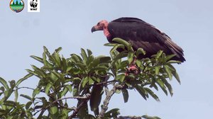 សត្វត្មាត​ត្នោត​និង​ត្មាតផេះបានវិលត្រឡប់​មក​កាន់ទ្រនំ​​នៅមណ្ឌលគិរី​​វិញ ក្រោយ​បាត់​ស្រមោល​ជាងប្រាំឆ្នាំ ។ រូបថត៖ ក្រសួងបរិស្ថាន និងអង្គការ WWF