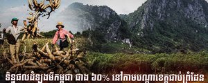 ដំឡូងមីជាង៦០% នៅតាមបណ្តាខេត្តជាប់ព្រំដែនមិនអាចប្រមូលផលបាន