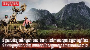 ដំឡូងមីជាង៦០% នៅតាមបណ្តាខេត្តជាប់ព្រំដែនមិនអាចប្រមូលផលបាន