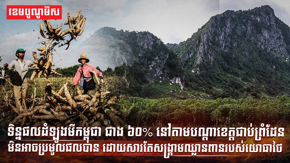 ដំឡូងមីជាង៦០% នៅតាមបណ្តាខេត្តជាប់ព្រំដែនមិនអាចប្រមូលផលបាន