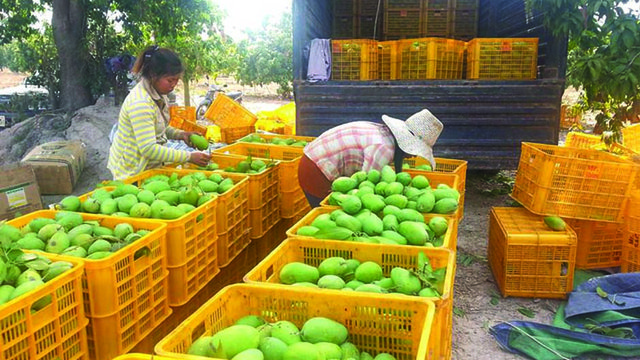កសិករ​កម្ពុជា​កំពុង​ប្រមូផលស្វាយ ដើម្បីនាំទៅលក់​លើទីផ្សារ (រូបតំណាង៖ប្រភពGoogle)