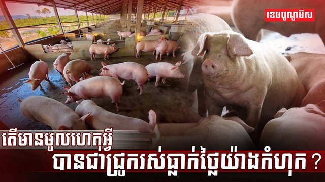 វិស័យចិញ្ចឹមសត្វ