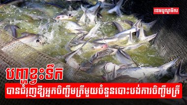 អ្នកចិញ្ចឹមត្រី