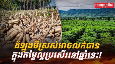 តម្លៃដំឡូងមី