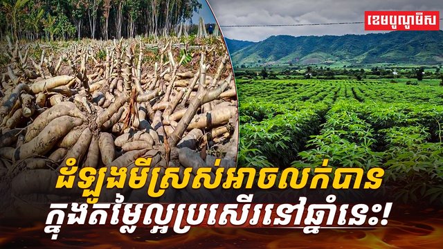 តម្លៃដំឡូងមី