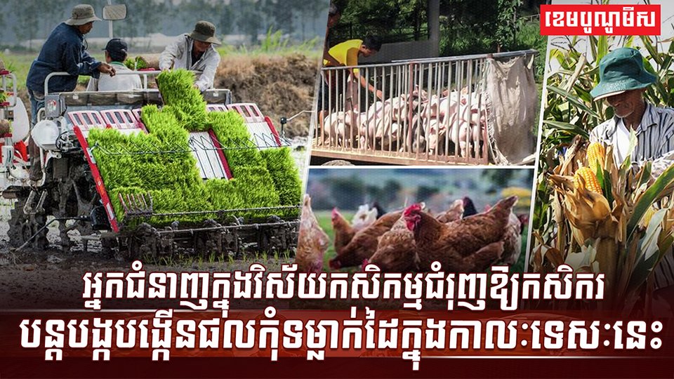 វិស័យកសិកម្ម