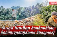 បាតុភូត អែលនីណូ