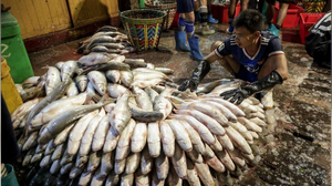 ការដួលរលំការនាំចេញអាហារសមុទ្ររបស់មីយ៉ាន់ម៉ា ធ្វើឲ្យការងារ ១លាននាក់ កំពុងប្រឈមហានិភ័យ (រូបភាព៖https://www.mmtimes.com)