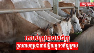 អ្នកចិញ្ចឹមគោ