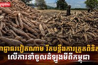 ដំឡូងមី