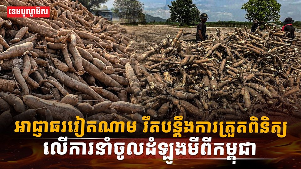 ដំឡូងមី