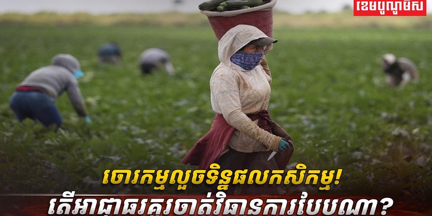 វិស័យ​កសិកម្ម