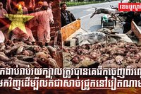 វិស័យចិញ្ចឹមសត្វ