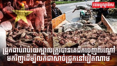 វិស័យចិញ្ចឹមសត្វ