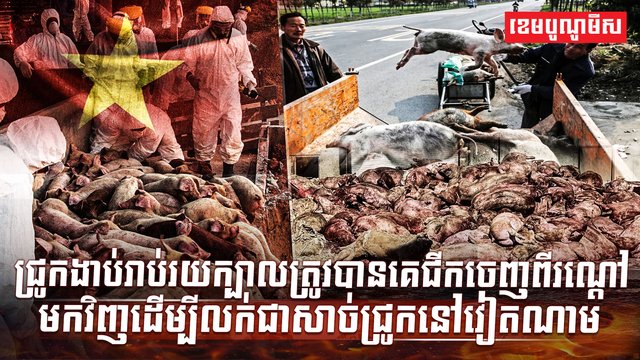 វិស័យចិញ្ចឹមសត្វ