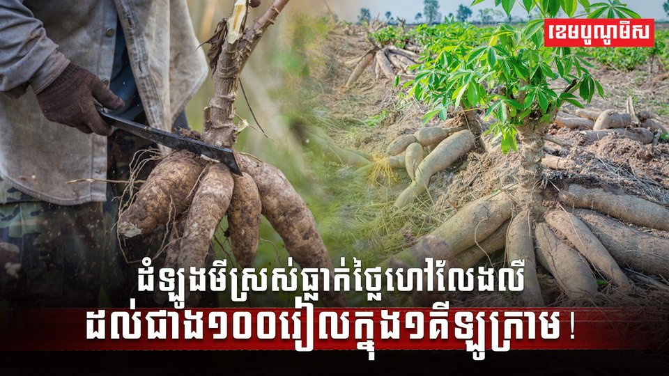 វិស័យកសិកម្ម