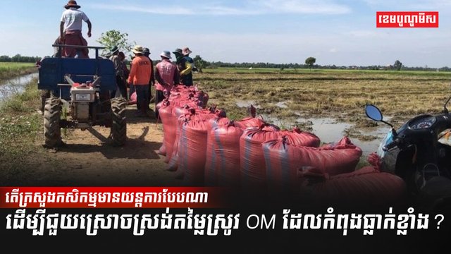 វិស័យកសិកម្ម