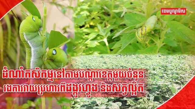 វិស័យកសិកម្ម