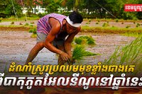 វិស័យកសិកម្ម