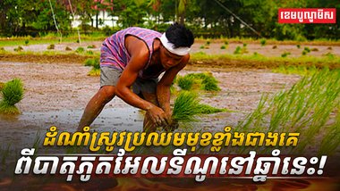 វិស័យកសិកម្ម