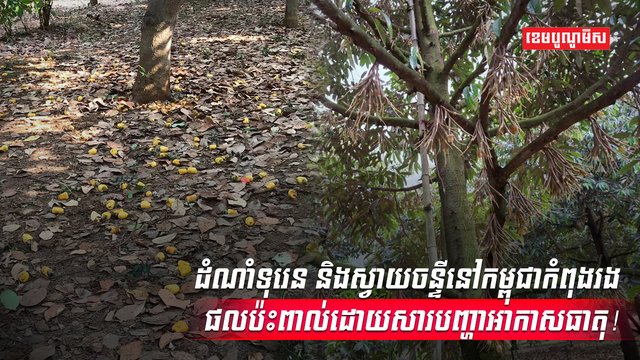 បញ្ហាអាកាសធាតុកំពុងគំរាមកំហែងដល់ការបង្កបង្កើនផលដំាំណាំទុរេន និងស្វាយចន្ទី នៅឆ្នាំនេះ
