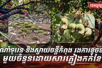 វិស័យកសិកម្ម