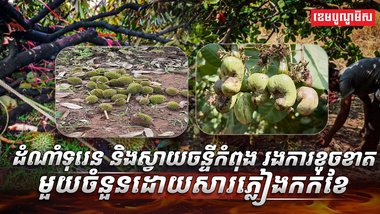 វិស័យកសិកម្ម