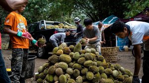 ម៉ាឡេស៊ី នាំចេញទុរេនដល់ទៅប្រទេសជប៉ុនជាលើកដំបូង (រូបភាព៖ LA Times)