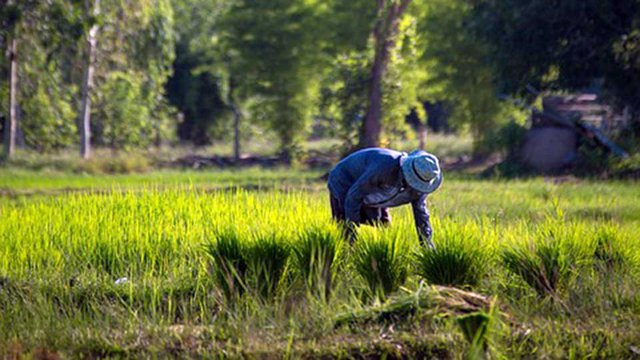 កសិករ​នៅប្រទេសថៃ។ រូបភាពឯកសារ​ ៖ Pixabay.com
