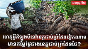 វិស័យដំឡូងមី